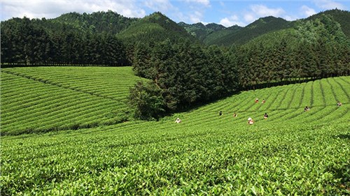 農(nóng)業(yè)部牽頭成立中國茶產(chǎn)業(yè)聯(lián)盟，公司選為副理事長單位