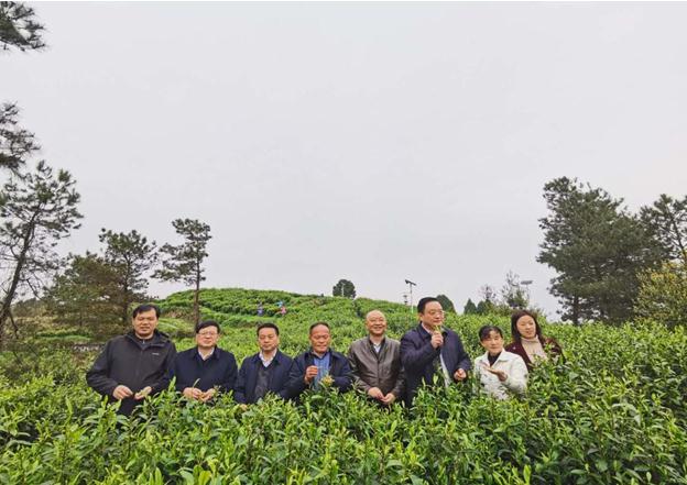 公司負責人陪同省供銷社、湘西州領導一行調(diào)研我司青干村茶葉扶貧示范基地